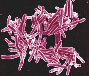 TB-bacteria-l